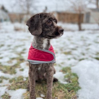 Pup N Suds - Pet Groomers Near Me - Oak Forest, Illinois