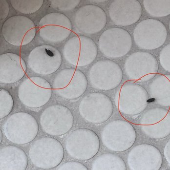 Talking Stick Resort - Dead bugs in the locker room - Resorts Near Me - Scottsdale, Arizona Talking Stick Resort - Dead bugs in the locker room - Resorts Near Me - Scottsdale, Arizona