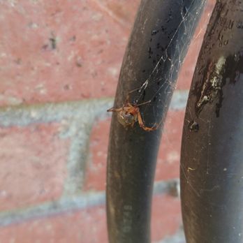 All Clear Raingutter - Brown Widow that Johnathan found and killed near my Milkweed Plants where the Monarch Butterflies lay their eggs - Gutter Services Near Me - Chatsworth, California