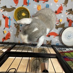The Bunny Burrow Rabbit Rescue