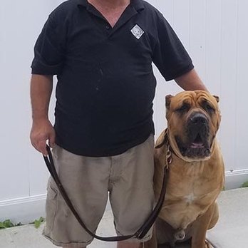 Diamond In The Ruff Dog Training - Pet Training Near Me Diamond In The Ruff Dog Training - Pet Training Near Me