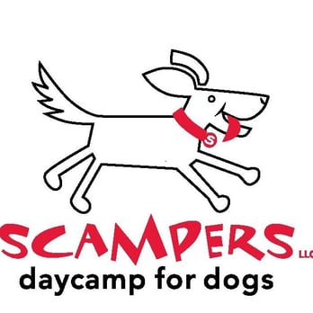 scampers dog daycare