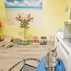 Avocato Catfe and Adoption Center