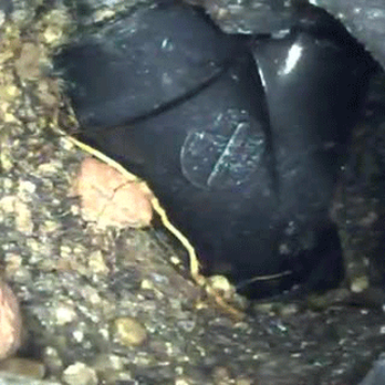 Precision Locating - Video inspection of a 2'' drain line - Plumbing Near Me