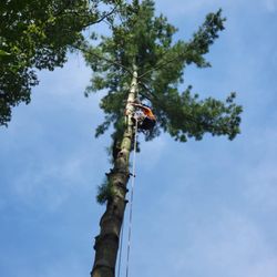 Sheps Tree Service