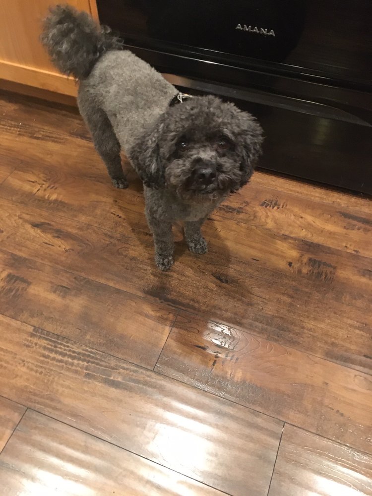 FOUR PAWS MOBILE PET GROOMING Updated August 2024 4070 NE Walnut