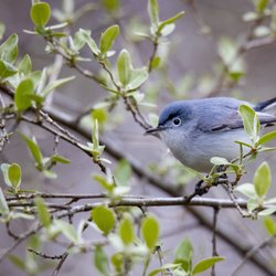 Lake Redman Boardwalk - Blue Gray Gnatcatcher