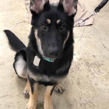 K-9 Country Club - I am listening - Pet Training Near Me - Normal, Illinois K-9 Country Club - I am listening - Pet Training Near Me - Normal, Illinois