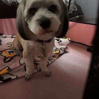 Furologist Dog Spa - Pet Groomers Near Me - San Jose, California