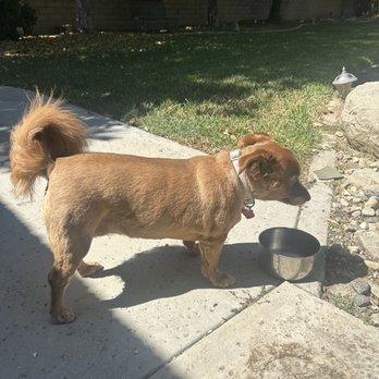 Vanity Dog Grooming - Pet Groomers Near Me - Corona, California Vanity Dog Grooming - Pet Groomers Near Me - Corona, California