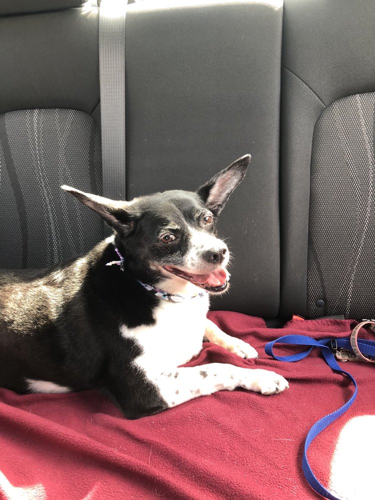 JENN’S FURRY FRIENDS PET GROOMING Updated May 2024 15 Photos & 11