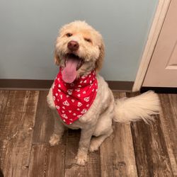 Pawfect Pet Grooming