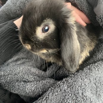 Teeny Rabbitry - Otis - Pet Breeders Near Me Teeny Rabbitry - Otis - Pet Breeders Near Me