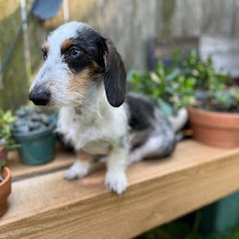 Hill Country Dachshunds - Pet Breeders Near Me Hill Country Dachshunds - Pet Breeders Near Me