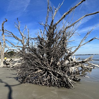 Driftwood Beach - Beaches Near Me - Jekyll Island, Georgia Driftwood Beach - Beaches Near Me - Jekyll Island, Georgia