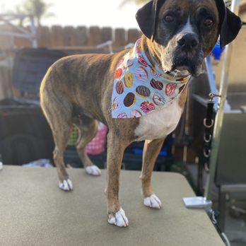 Da Paw Spaw - Pet Groomers Near Me