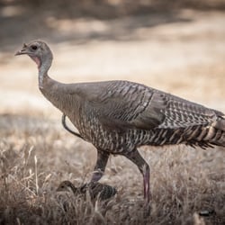 The Oaks at Sacred Rocks - Wild turkey and chick at the tent area.