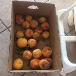 Grammy's Fruit & Produce