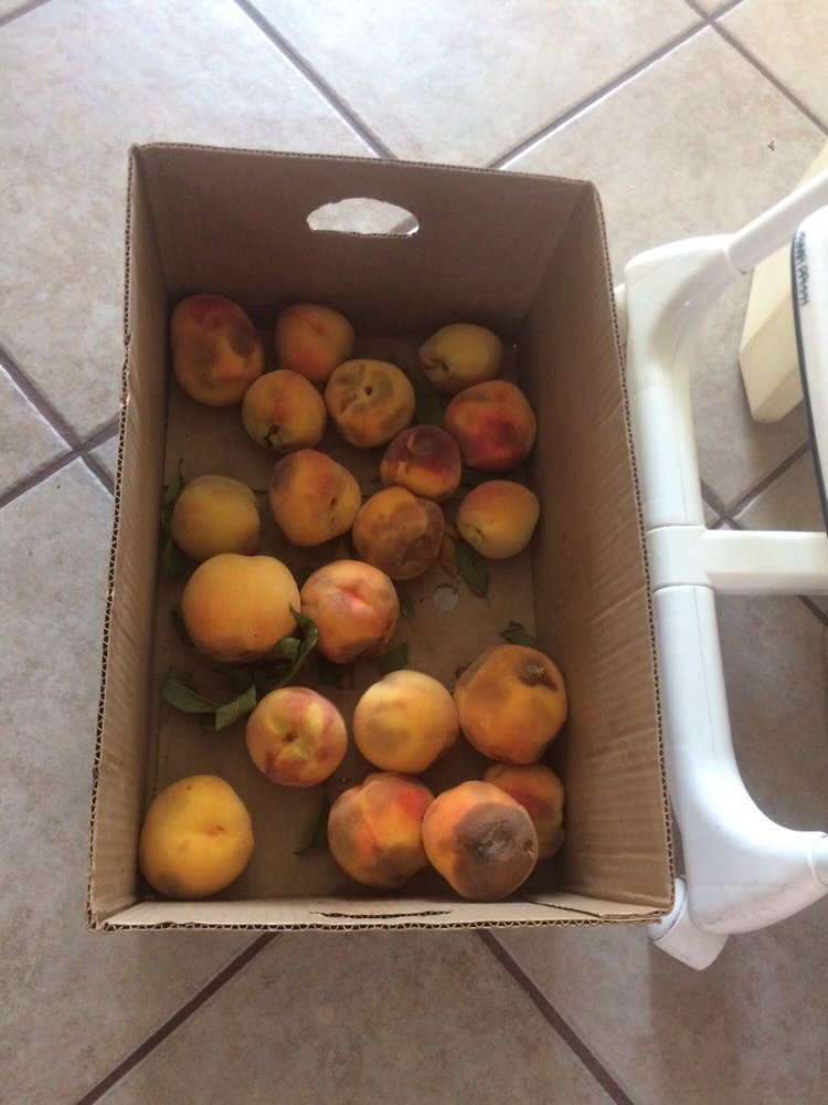 GRAMMY’S FRUIT & PRODUCE Updated October 2024 7375 S Highway 89, Willard, Utah Fruits