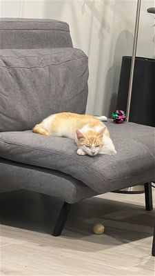 Best Friends Pet Adoption Center by null