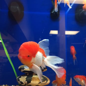 PetSmart - Fansy Goldfish - Pet Training Near Me - Hawthorne, California