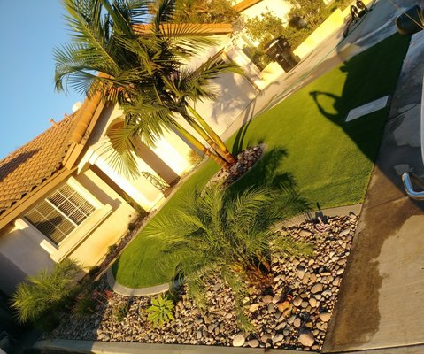 Large Ash Tree Removal & Landscaping Design - This was a new design, we removed a large Ash tree and crabgrass. We installed artificial turf, new plants, a King Palm, Piggmy Date palm, drought-tolerant plants, new drip system, Arizona River Rock, concrete borders, planters along the house, and a new concrete walkway Large Ash Tree Removal & Landscaping Design - This was a new design, we removed a large Ash tree and crabgrass. We installed artificial turf, new plants, a King Palm, Piggmy Date palm, drought-tolerant plants, new drip system, Arizona River Rock, concrete borders, planters along the house, and a new concrete walkway