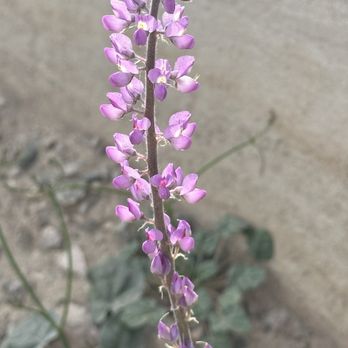 Sara Park - Hiking Near Me - Lake Havasu City, Arizona