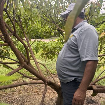 West Davie Farms - He showed me how we should be able to walk inside the tree so we can pick the mangoes easily - Farms Near Me - Davie, Florida West Davie Farms - He showed me how we should be able to walk inside the tree so we can pick the mangoes easily - Farms Near Me - Davie, Florida