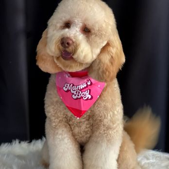 Paws in Motion DB - Santi's grooming for February - Pet Groomers Near Me Paws in Motion DB - Santi's grooming for February - Pet Groomers Near Me
