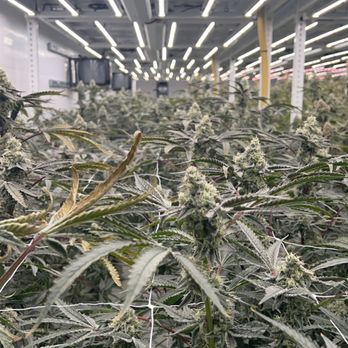Sunset Coast Cannabis - On-site cultivation! - Cannabis Dispensaries Near Me - Cassopolis, Michigan Sunset Coast Cannabis - On-site cultivation! - Cannabis Dispensaries Near Me - Cassopolis, Michigan