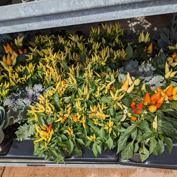 Longo's Boxgrove - Pepper plants - Grocery Near Me - Markham, Ontario