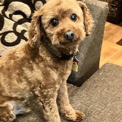 Precious Paws Pet Grooming - So handsome!