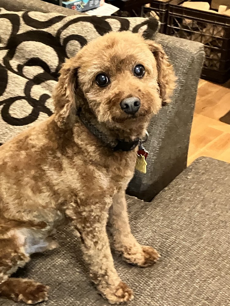 Precious Paws Pet Grooming - pet boarding facility in Brookfield, WI