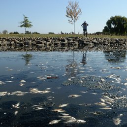Dead bluegill, largemouth bass, and carp floating in geese poop and algae
