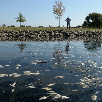 Lagoon Park - Dead bluegill, largemouth bass, and carp floating in geese poop and algae - Parks Near Me - San Rafael, California
