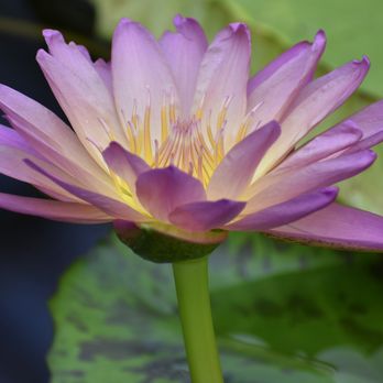 Kew Gardens - Botanical Gardens Near Me