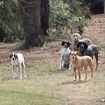 Lucky Dog Daycare Ranch - Harper in the front and Piper with Friends. - Pet Boarding Near Me - Denton, Texas Lucky Dog Daycare Ranch - Harper in the front and Piper with Friends. - Pet Boarding Near Me - Denton, Texas