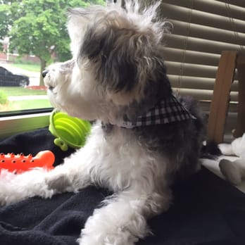 Shores Grooming - Pet Sitting Near Me - St. Clair Shores, Michigan