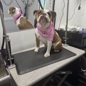 Groombar - Pet Groomers Near Me