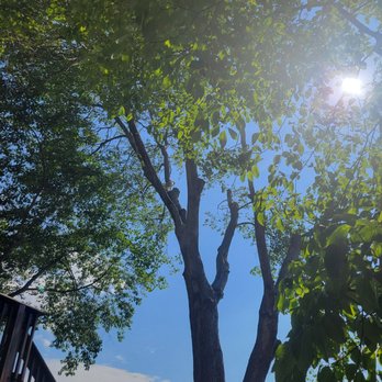 High Oaks Trees Service - They were able to save my tree after severe wind damage. - Tree Services Near Me - Leesburg, Virginia High Oaks Trees Service - They were able to save my tree after severe wind damage. - Tree Services Near Me - Leesburg, Virginia