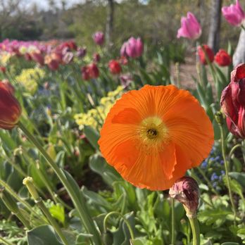 Ashton Gardens - Poppies in bloom - Botanical Gardens Near Me - Lehi, Utah Ashton Gardens - Poppies in bloom - Botanical Gardens Near Me - Lehi, Utah