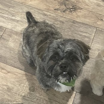 The Puppy Barber - My poor butchered baby. - Pet Groomers Near Me - Loganville, Georgia