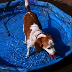 Highland Dog Park - Rascal in the doggy pool on a hot day