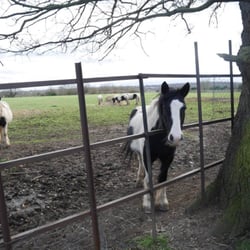Capital Ring: Falconwood to Grove Park - Horses by the side of the path