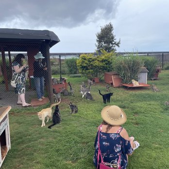 Lanai Cat Sanctuary - Animal Shelters Near Me - Lanai City, Hawaii Lanai Cat Sanctuary - Animal Shelters Near Me - Lanai City, Hawaii