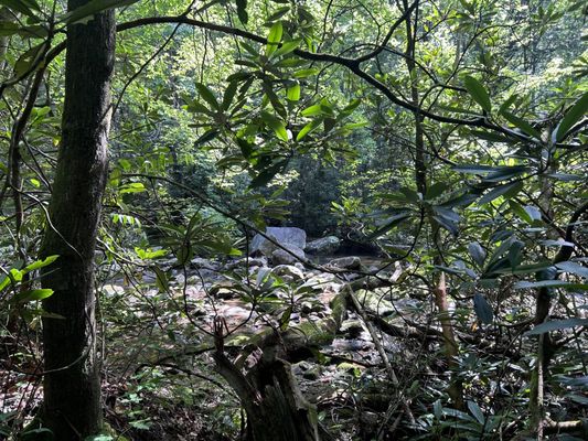 Jones Gap State Park by null