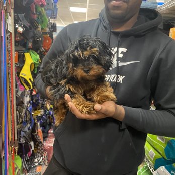 Who's your Doggy - Before - Pet Stores Near Me - Brooklyn, New York Who's your Doggy - Before - Pet Stores Near Me - Brooklyn, New York