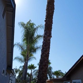 R&R Landscaping - Mexican palm trimmed - Landscaping Near Me R&R Landscaping - Mexican palm trimmed - Landscaping Near Me