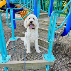 Off Leash K9 Training - Our Golden Doodle Remi!