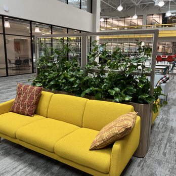 Guzmania Plantscapes - Golden Pothos trailing vines. - Indoor Landscaping Near Me